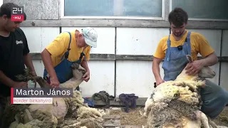 A kézi birkanyírás világrekordere, Marton János továbbra is aktív, már unokája is együtt nyír vele