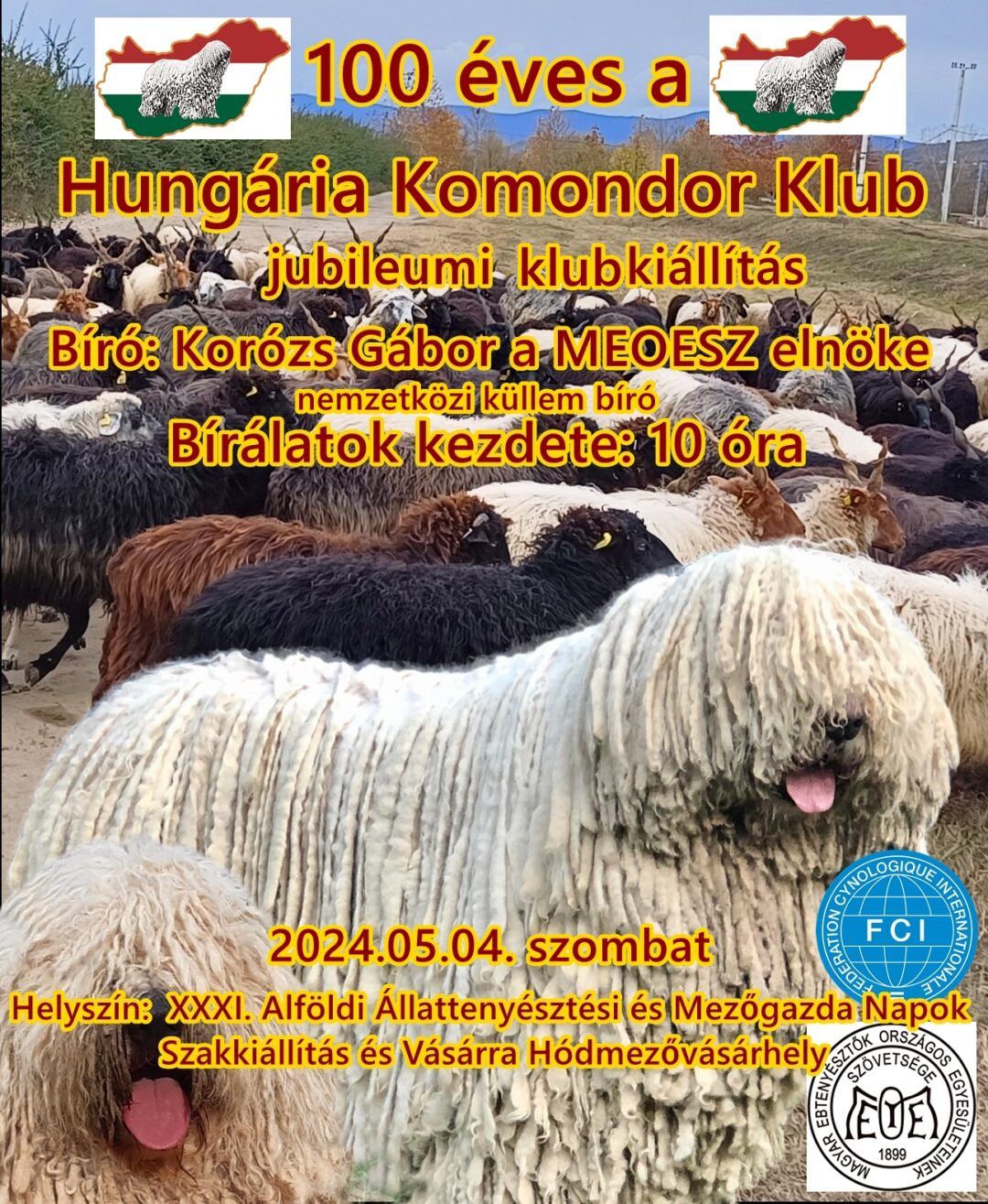 A 100 éves Hungária Komondor Klub